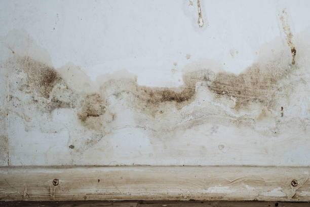 Best Forensic Mold Investigation  in Burke, VA